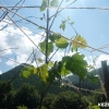 K�pzőműv�szet