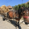 Szalmab�l�s szek�r l�val a Kanta fele