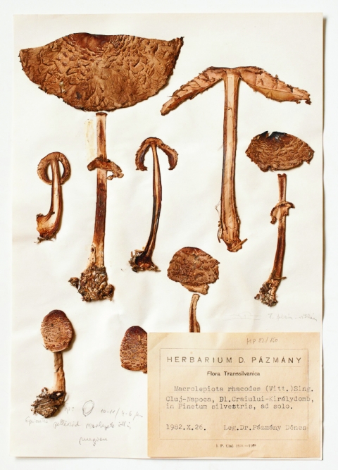 B�lfeny�ri G�bor term�szet- �s gombafot�s Erd�lyi gombavil�gom c�mű fot�ki�ll�t�sa Gombavil�gr�l �s T�gl�s Zolt�n okleveles gombaszak�rtő gombaprepar�tumai a m�zeumban - Gombavil�gr�l a m�zeumban

2024. m�jus 11-�n, szombaton 14 �r�t�l �jra a gomb�k ker�lnek g�rcső al� a Sz�kely Nemzeti M�zeum Bart�k B�la term�ben. A marosv�s�rhelyi B�lfeny�ri G�bor term�szet- �s gombafot�s Erd�lyi gombavil�gom c�mű fot�ki�ll�t�sa mellett T�gl�s Zolt�n okleveles gombaszak�rtő gombaprepar�tumait tekinthetik majd meg a term�szet �s gomb�k ir�nt �rdeklődők.
 A csal�doknak sz�l� programon B�lfeny�ri G�bor előad�s�t a felnőtteknek, a term�szethez kapcsol�d� foglalkoz�st gyerekeknek aj�nljuk. A program 15:30-ig tart.

Az esem�nyen a megh�vott vend�gek a f�nyk�pek �s prepar�tumok mellett egy�b gomb�s ismeretterjesztő anyagokat is bemutatnak, z�r�sk�nt pedig mindezeket a Sz�kely Nemzeti M�zeumnak adom�nyozz�k.
A bel�p�s ingyenes.