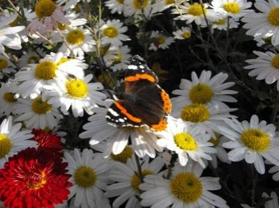 Meseklub a k�nyvt�rban - ismerked�s a Csodakert vil�g�val - A k�zdiv�s�rhelyi B�r� Wessel�nyi Mikl�s V�rosi K�nyvt�rban 2011. m�rcius 31-�n cs�t�rt�k�n Meseklub 15-16 �ra k�z�tt az �vod�soknak, 16-17 �ra k�z�tt az I-IV oszt�lyosoknak. A Meseklub tev�kenys�ge: Olvas�sn�pszer�s�t�s, ismerked�s a Csodakert vil�g�val.