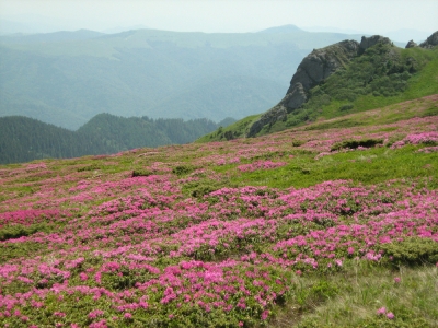 Havasszépe túra a Csukás-hegységbe - A KSE Speoalpin szakosztálya rhododendron (havasszépe) túrát szervez a Csukás- hegységbe, Muntele Rosu menedékház - Zaganu gerinc útvonalon. Ilyenkor, június elején virágzik a havasszépe, élénkpiros virágai megszínesítik a hegyoldalakat. Csodálatos látvány, mintha piros szőnyegen járnánk, nem véletlenül kapta a Muntele Rosu elnevezést. 2011 június 12-én, reggel 8 órakor indulunk a Sinkovits sportpálya elől. Érdeklődni, és helyet foglalni a 0744607048-as telefonszámon, vagy a csulak73@yahoo.com e-mail címen!Várjuk a jelentkezőket, a helyek száma korlátozott!Túravezető: Molnár László