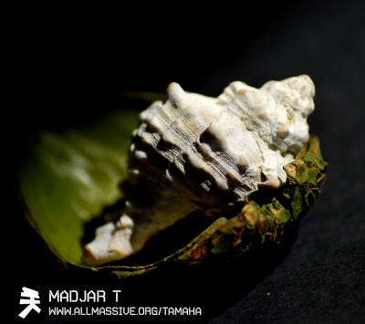 Tamaka [allmassive.org] - Madjar T - Ady Endre verseib�l - Te volt�l mindig mindenben minden,K�sz�n�m...K�sz�n�m...K�sz�n�m.Tamaka [allmassive.org] - Madjar T (17:46)Chucho Vald�s - Chopin: Prelude In E MinorLov�sz Ir�n - Hortob�gyi L�szl� - Ahol �n ElmegyekAmb - Moxa feat. Kiss ErzsiBigt�t�ny's Finest - Lovasok A Szakad�k Fel�Pink Floyd - Cluster OneTexts: Varga Mikl�s - Ady el�ad�esthttp://allmassive.org/tamakaOnline hallgathat� itt: www.kezdi.info/radioLet�lthet� itt: http://allmassive.org/tamaka/