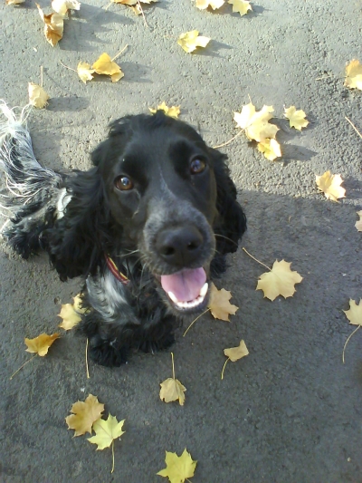 Fekete cocker spaniel kutya elveszett - K�zdiv�s�rhelyen elveszett Blacky nev� piros nyak�rv�, sz�rke foltos fekete cocker spaniel. Kerjuk ertesitsenek telefonon: 0741141189 vagy ha b�rkinek tudom�sa van a kuty�r�l k�rj�k jelezzen itt.