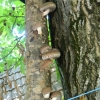 Shiitake gombacsutakok 