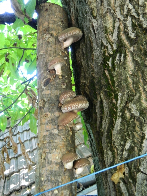 Shiitake gombacsutakok - Shiitake gombacsutakok eladók! A shiitake gomba, más néven a gombák királya Ázsiából származik. Jelentős szerepe van a gyógyszeriparban, mint rákellenes gomba. Bővebb információkért forduljanak hozzánk bizalommal. 0742-807137