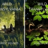 Wild Transylvania - Erdei let IV
