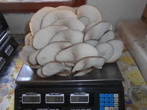 Elad� Laskagomba - Friss laskagomba (10 lej/kg) elad� K�zdiv�s�rhelyen a Moln�r J�zsi�s utca 52 sz�m alatt. Rendel�s�rt h�vjanak bizalommal. 0742-807137