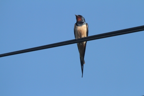 Felf�ggesztett �ramszolg�ltat�s augusztus 10-14 k�z�tt Gelenc�n, Esztelneken �s K�zdialm�sban - Felf�ggesztett �ramszolg�ltat�s augusztus 6-10 k�z�tt Gelenc�n a k�vetkezők szerint:
- 2018 augusztus 10, p�nteken Gelenc�n a Zona PTA-1 08:00 - 10:00 �ra k�z�tt
- 2018 augusztus 10, p�nteken Esztelneken a Zona PTA 2 09:00 - 17:00 �ra k�z�tt
- 2018 augusztus 13, h�tfőn K�zdialm�sban a Zona PTA-2 09:00 - 17:00 �ra k�z�tt
- 2018 augusztus 14, kedden K�zdialm�sban a Zona PTA-1 09:00 - 12:00 �ra k�z�tt
- 2018 augusztus 14, kedden K�zdialm�sban a Zona PTA-3 12:00 - 16:00 �ra k�z�tt