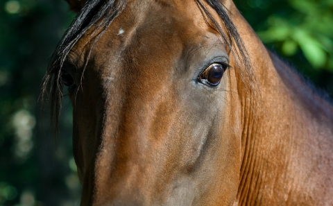 Elad� l� - Elad� l�, pej sz�nű. 
�letkor: 11
�ra: 4000 RON
elad�si ok: kihaszn�lhatatlans�g
Be van oktatva, j� fizikummal rendelkezik �s kiv�l� teherb�r�sra alkalmas.

Telefon: 0763823705
https://www.facebook.com/profile.php?id=100008710578078